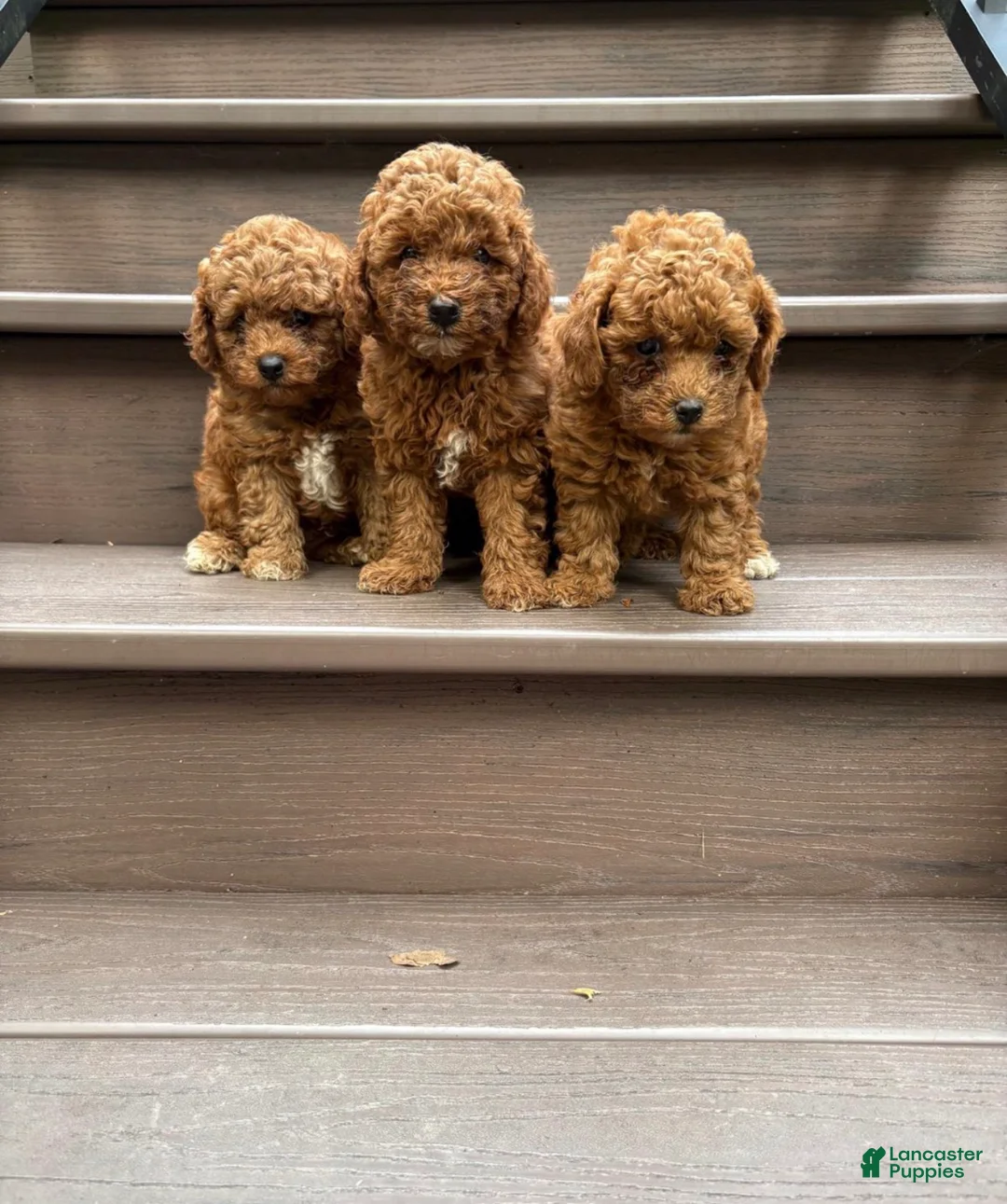 Miniature Poodle dogs for sale: Pierre  - Ad 2