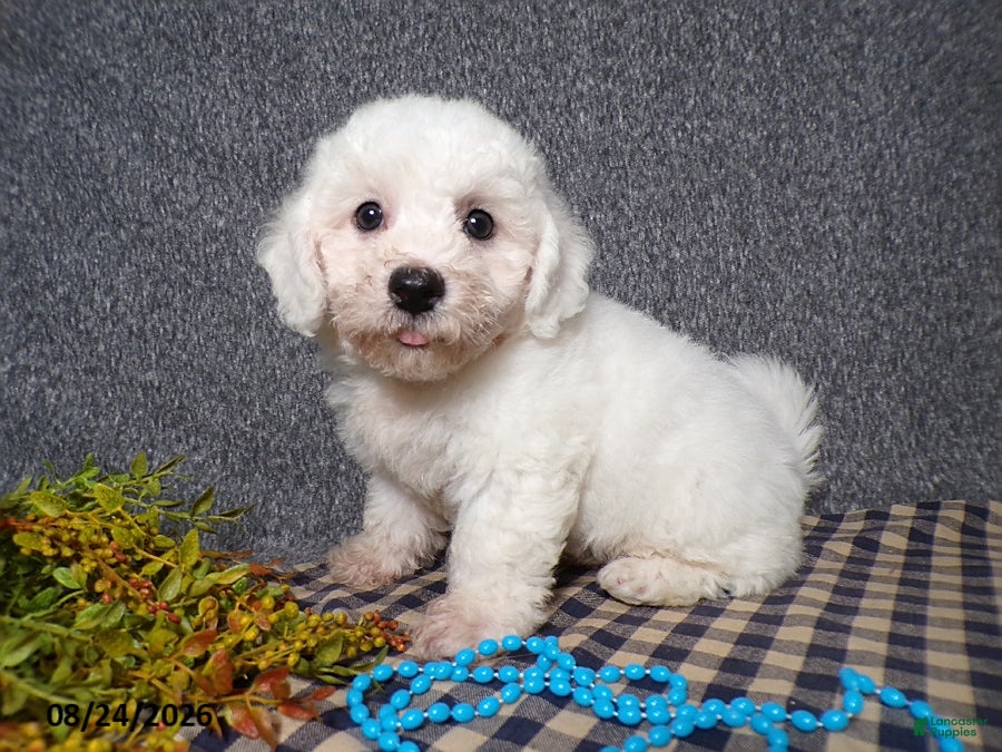 Bichon Frise dogs Benji - Ad 1