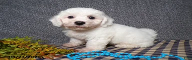 Benji