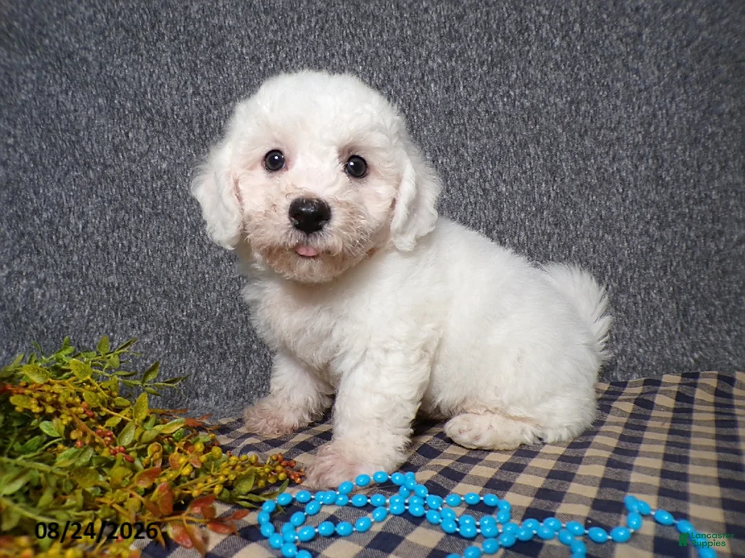 Bichon Frise dogs for sale: Benji - Ad 1