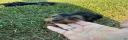 Yorkshire Terrier dogs for sale: Tiny Goliath  - Ad 5