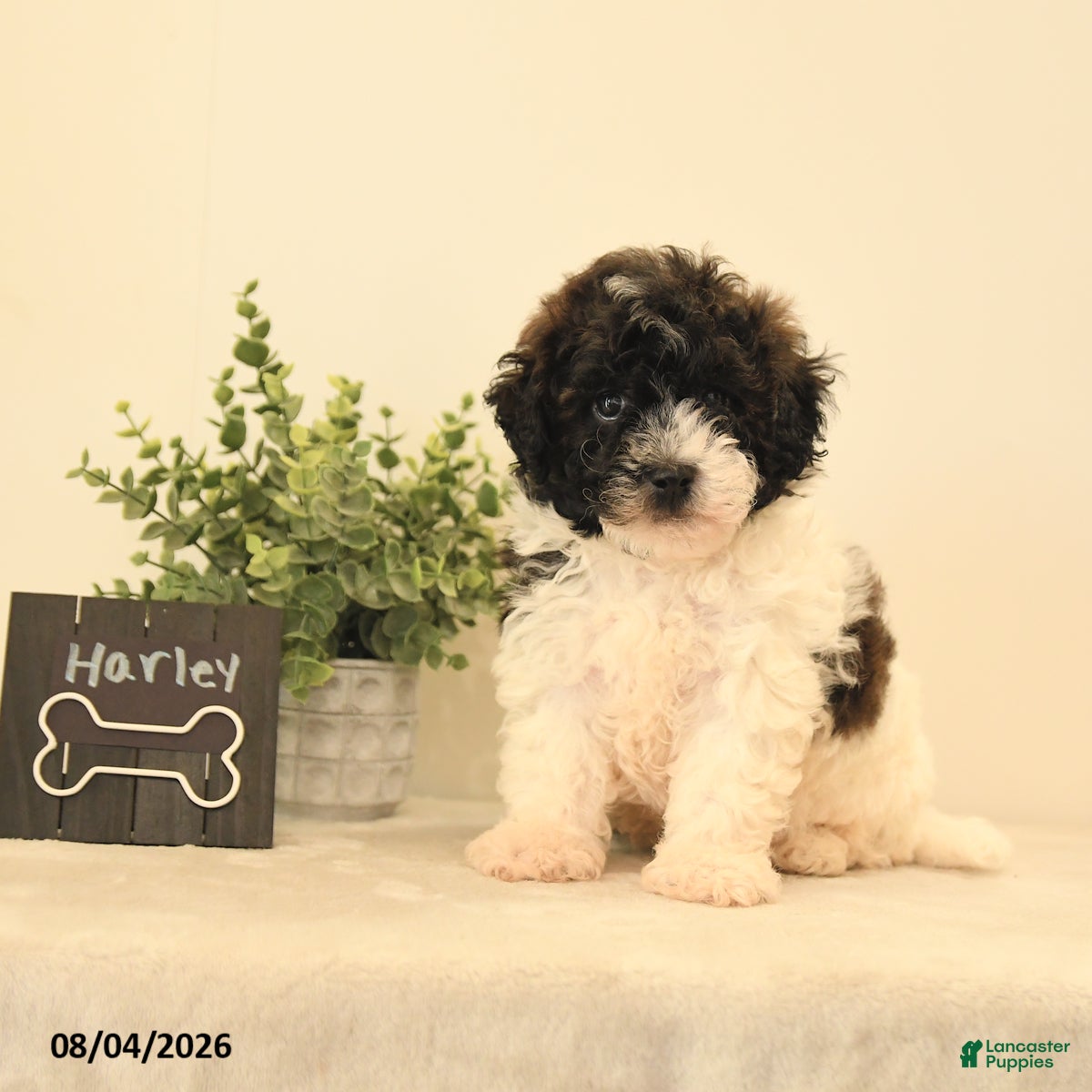Teddy Bear dogs Harley - Ad 2
