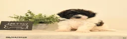 Teddy Bear dogs for sale: Harley - Ad 2