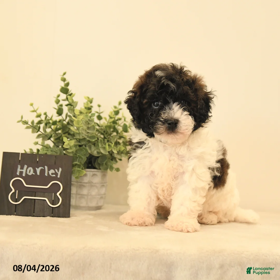Teddy Bear dogs for sale: Harley - Ad 2