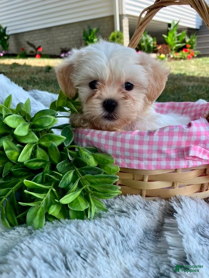 Teddy Bear dogs Callie - Ad 1