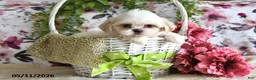 Shih Tzu dogs for sale: Audrey - Ad 5