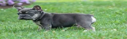 French Bulldog dogs for sale: Edison - Ad 5