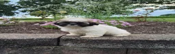 Shih Tzu dogs for sale: Amber - Ad 5