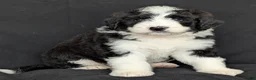 Bernedoodle dogs for sale: Rex - Ad 4