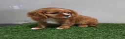 Cavalier King Charles Spaniel dogs for sale: Chloe - Ad 3