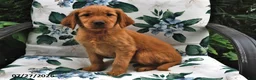 Golden Retriever dogs for sale: Teddy - Ad 3