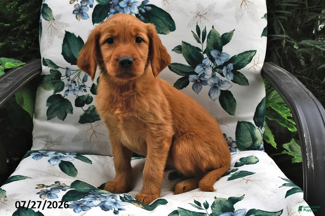 Golden Retriever dogs for sale: Teddy - Ad 3