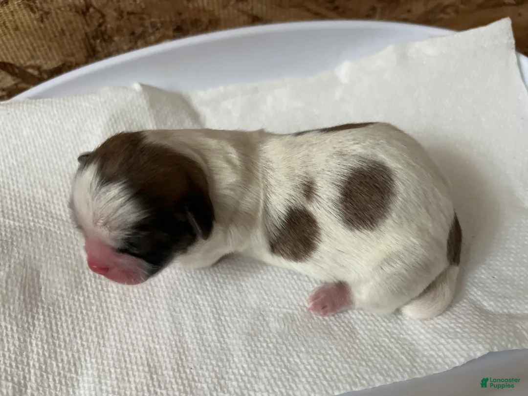 Shih Tzu dogs for sale: Faith - Ad 2