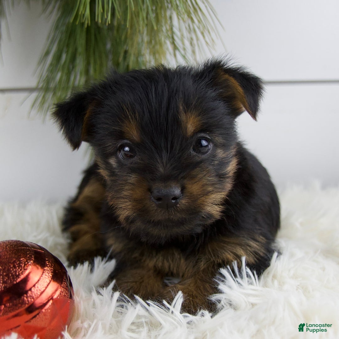Yorkshire Terrier dogs for sale: Cammy - Ad 2