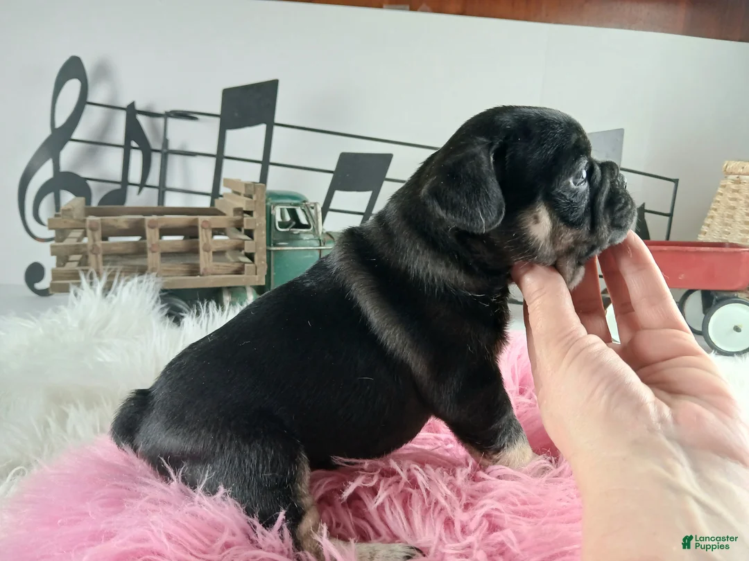 French Bulldog dogs for sale: French Bulldog Pups, NATIONWIDE DELIVERY  - Ad 3