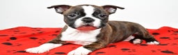 Boston Terrier dogs for sale: Rover - Ad 6