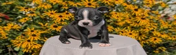 Boston Terrier dogs for sale: Tyson - Ad 3