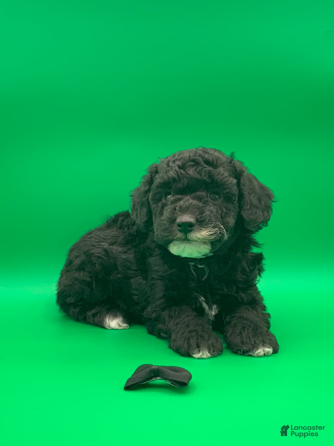 Toy Poodle dogs for sale: Billy - Ad 6