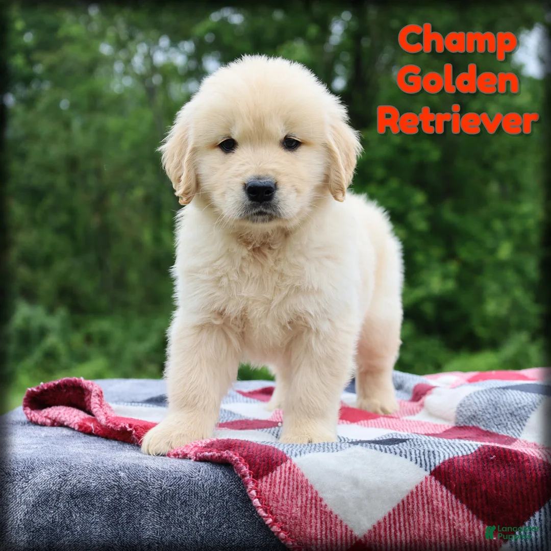 Golden Retriever dogs for sale: Champ - Ad 1