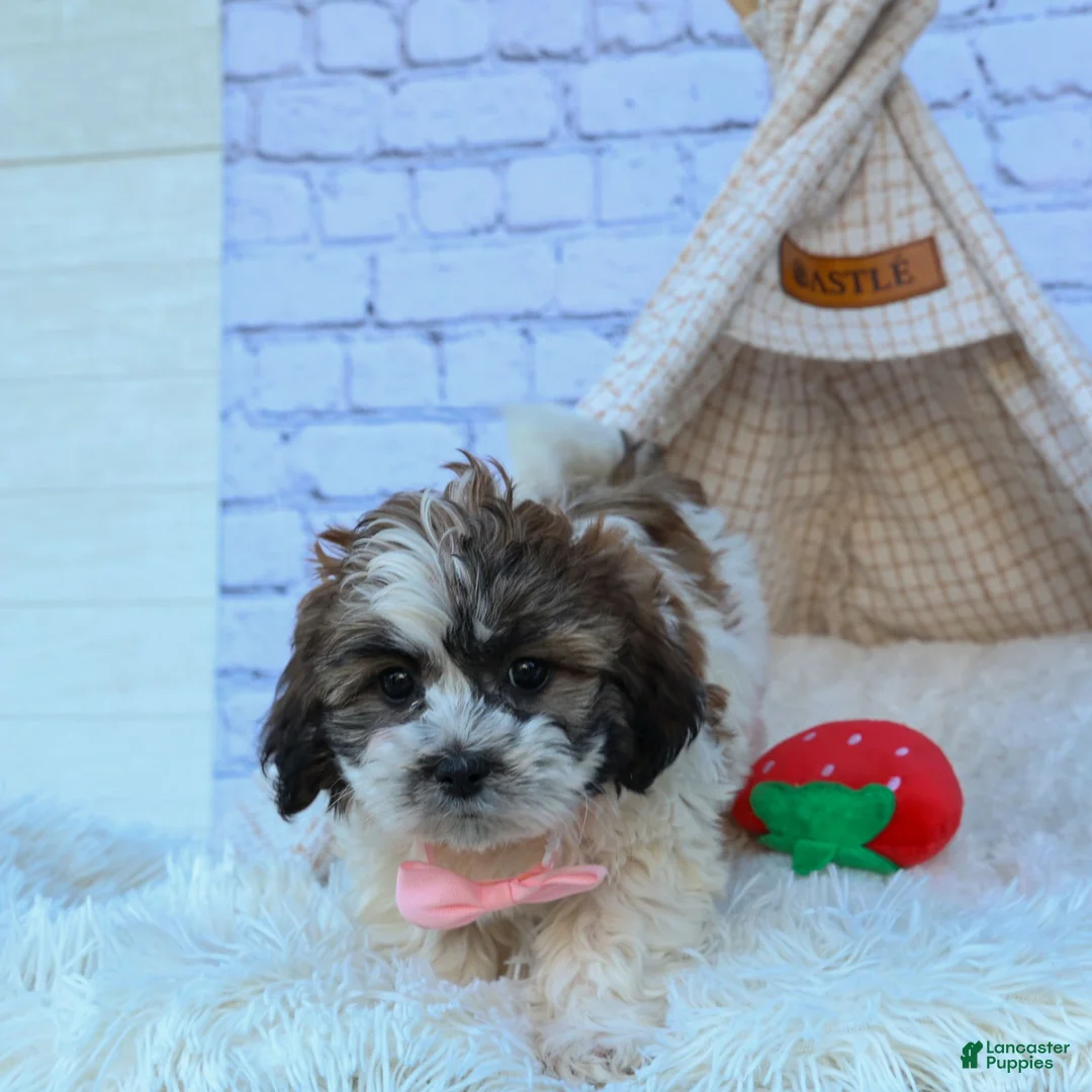 Gallery Image {{count}}