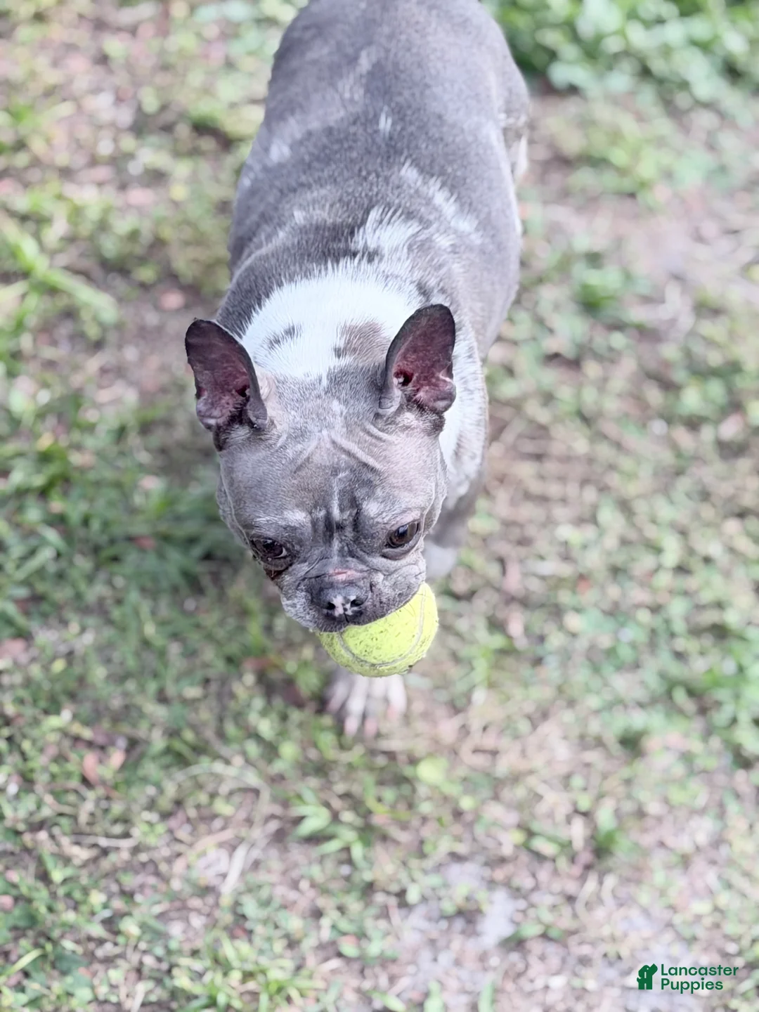 French Bulldog dogs for sale: Stormi - Ad 7