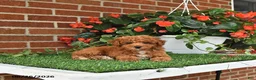 Toy Poodle dogs for sale: Daisy - Ad 3