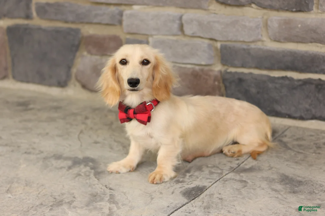 Miniature Dachshund dogs for sale: Dixie  - Ad 5