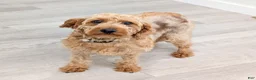 Mixed Breed dogs for sale: Nash - Ad 6