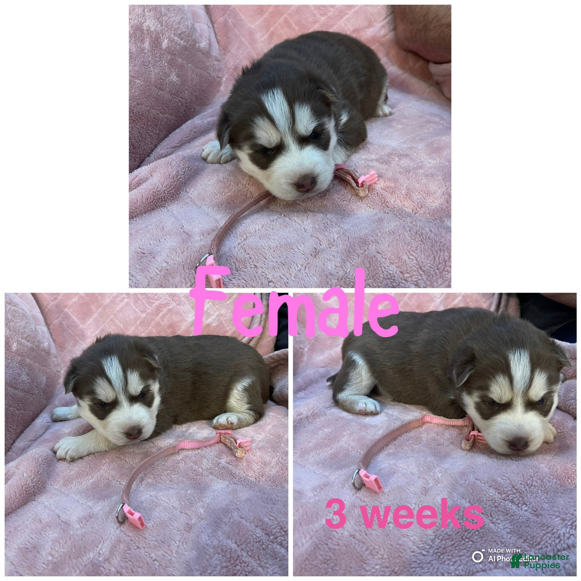 Siberian Husky dogs Siberian Husky Puppy 4 - Ad 18