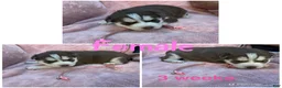 Siberian Husky dogs for sale: Siberian Husky Puppy 4 - Ad 4