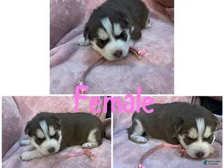 Siberian Husky dogs Siberian Husky Puppy 4 - Ad 18