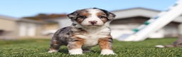 Mini Bernedoodle dogs for sale: Candy - Ad 6