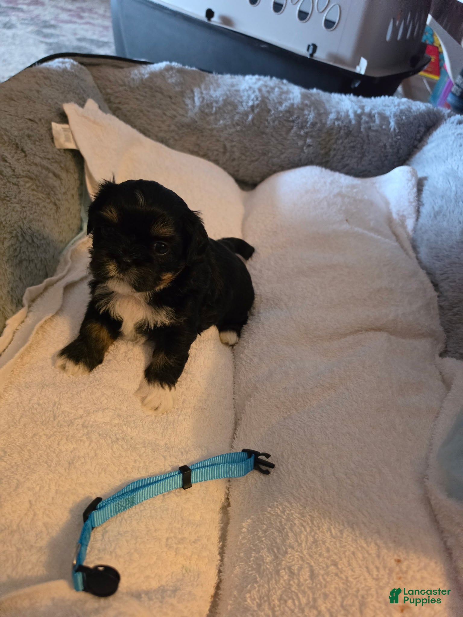Shih Tzu dogs Luna - Ad 4