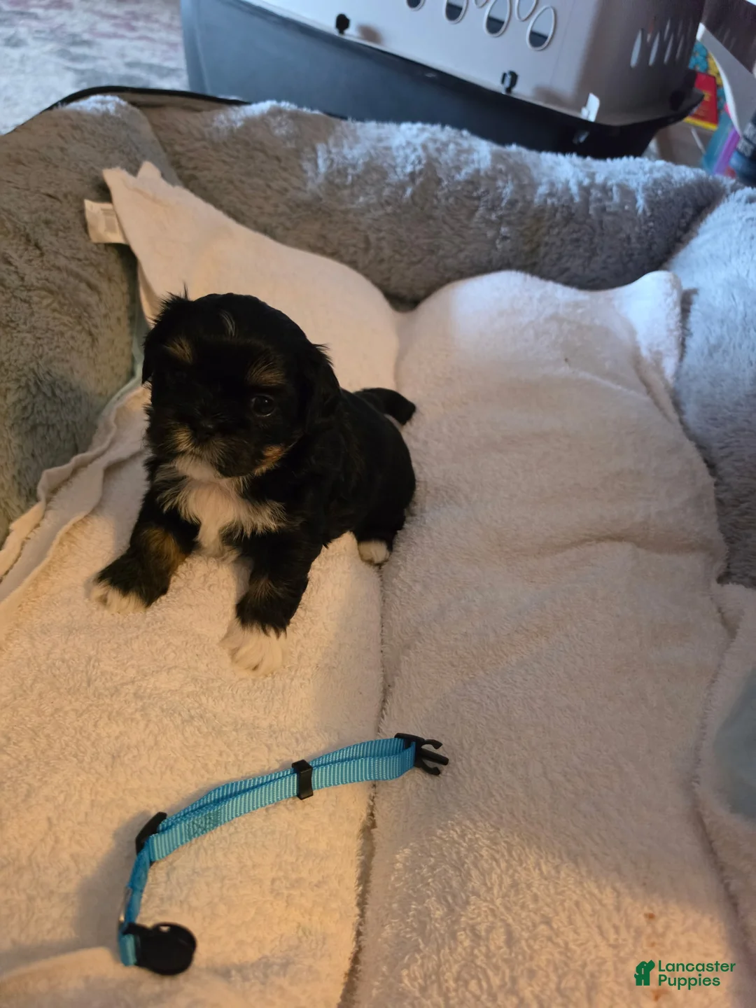 Shih Tzu dogs for sale: Luna - Ad 1