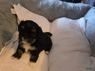 Shih Tzu dogs Luna - Ad 41
