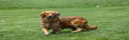 Golden Retriever dogs for sale: Beauty - Ad 8