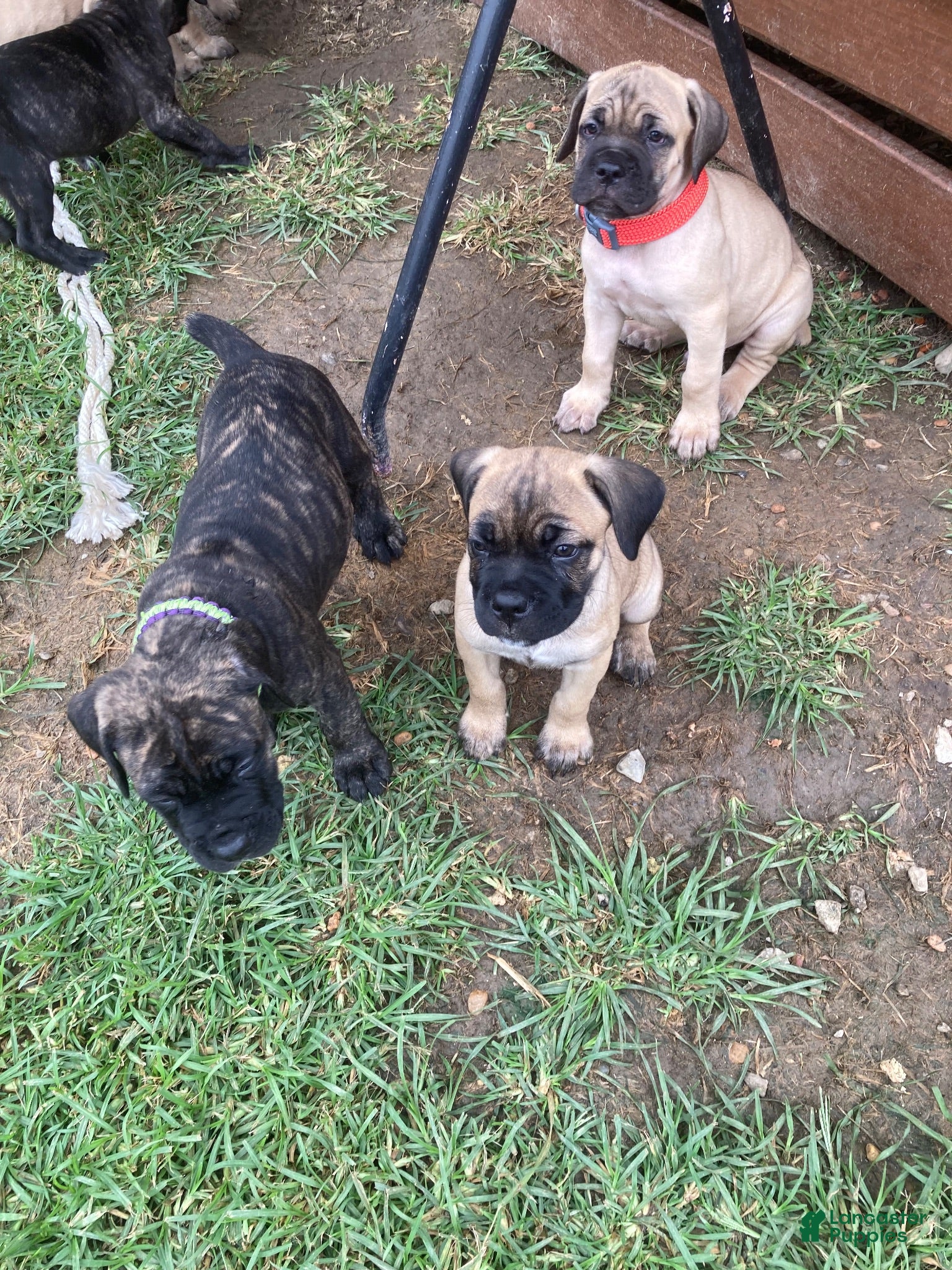 Cane Corso dogs Cane Corso 7 - Ad 1