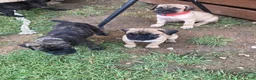 Cane Corso dogs for sale: Cane Corso 7 - Ad 1