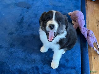 Australian Shepherd dogs Ross - Ad 42