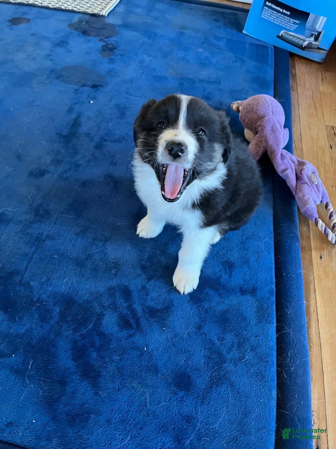 Australian Shepherd dogs for sale: Racheal  - Ad 10
