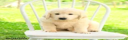 Mixed Breed dogs for sale: Auden - Ad 3