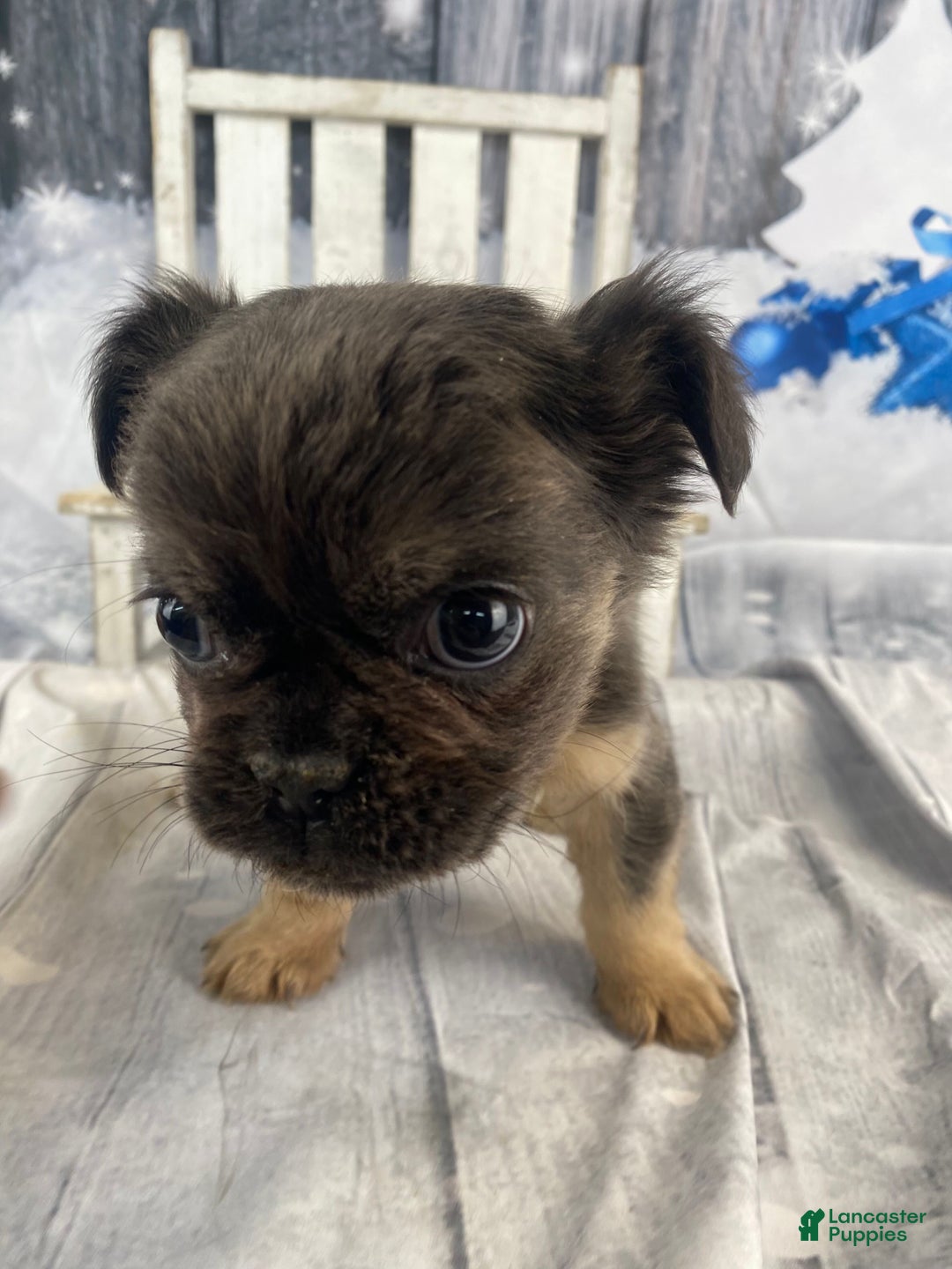 French Bulldog dogs for sale: Laken - Ad 5