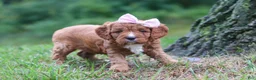 Cavapoo dogs for sale: Willow - Ad 3