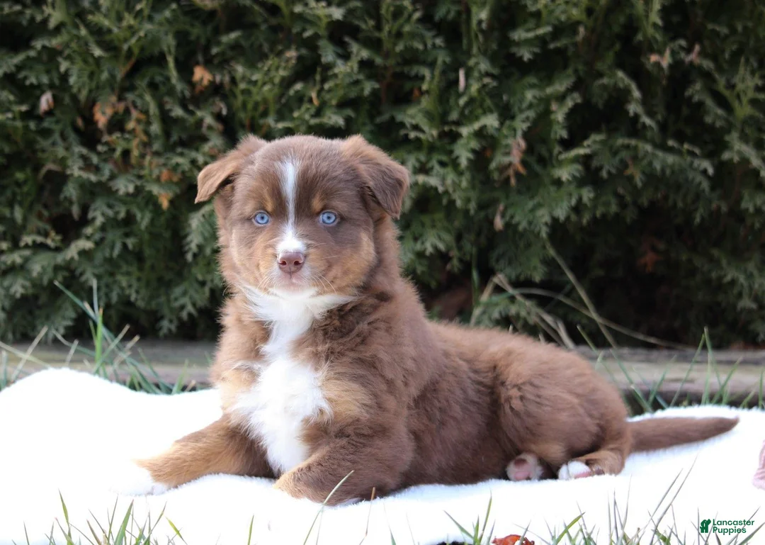 Australian Shepherd dogs for sale: Penny - Ad 2