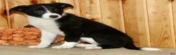 Border Collie dogs for sale: Annie  - Ad 8