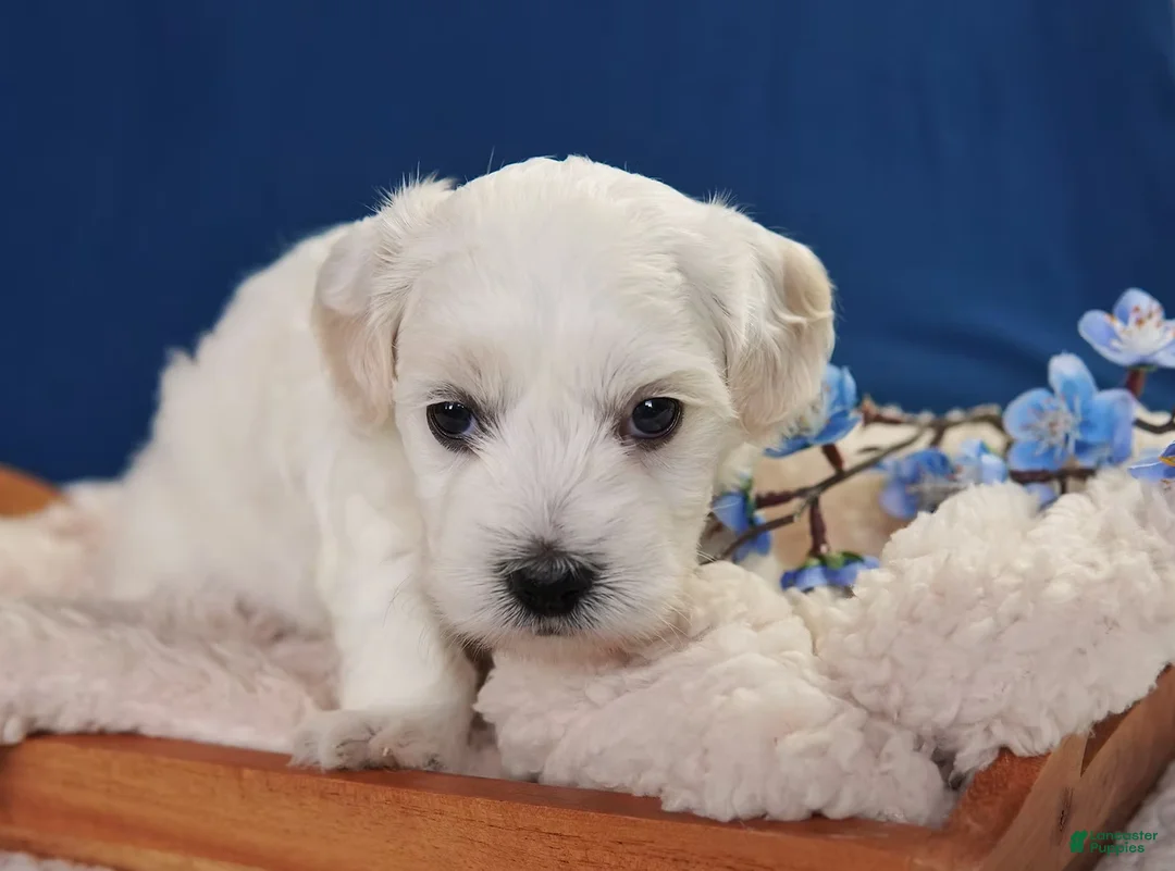 Coton De Tulear dogs for sale: Dunbar - Ad 3