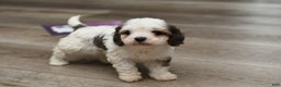 Cavapoo dogs for sale: Bella - Ad 4