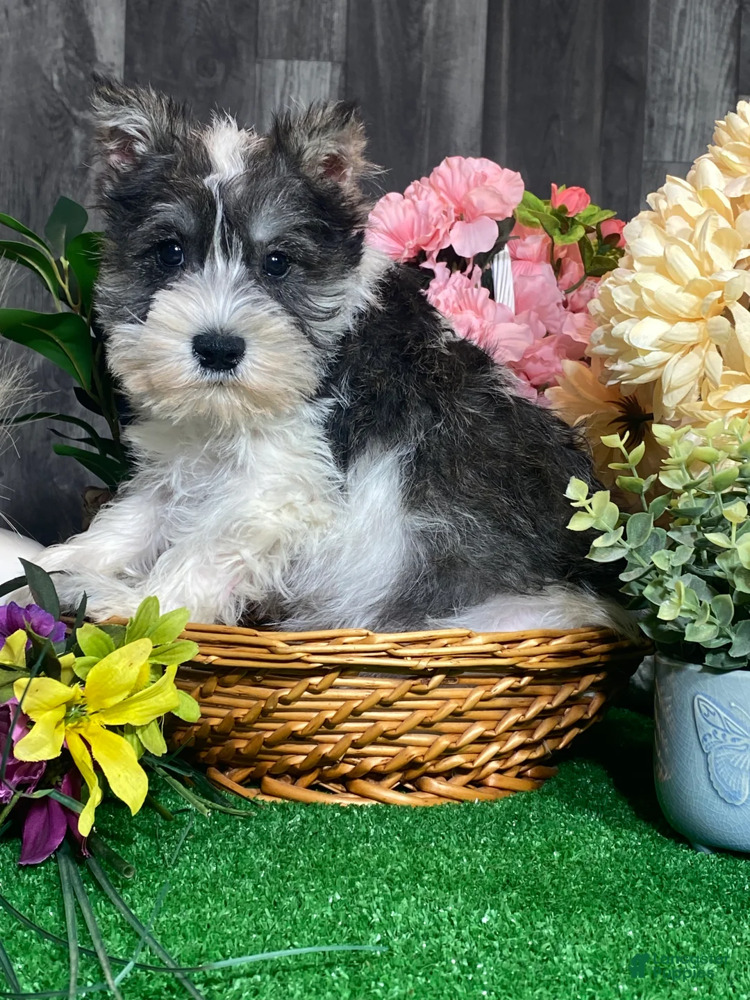 Miniature Schnauzer dogs for sale: Kane - Ad 2