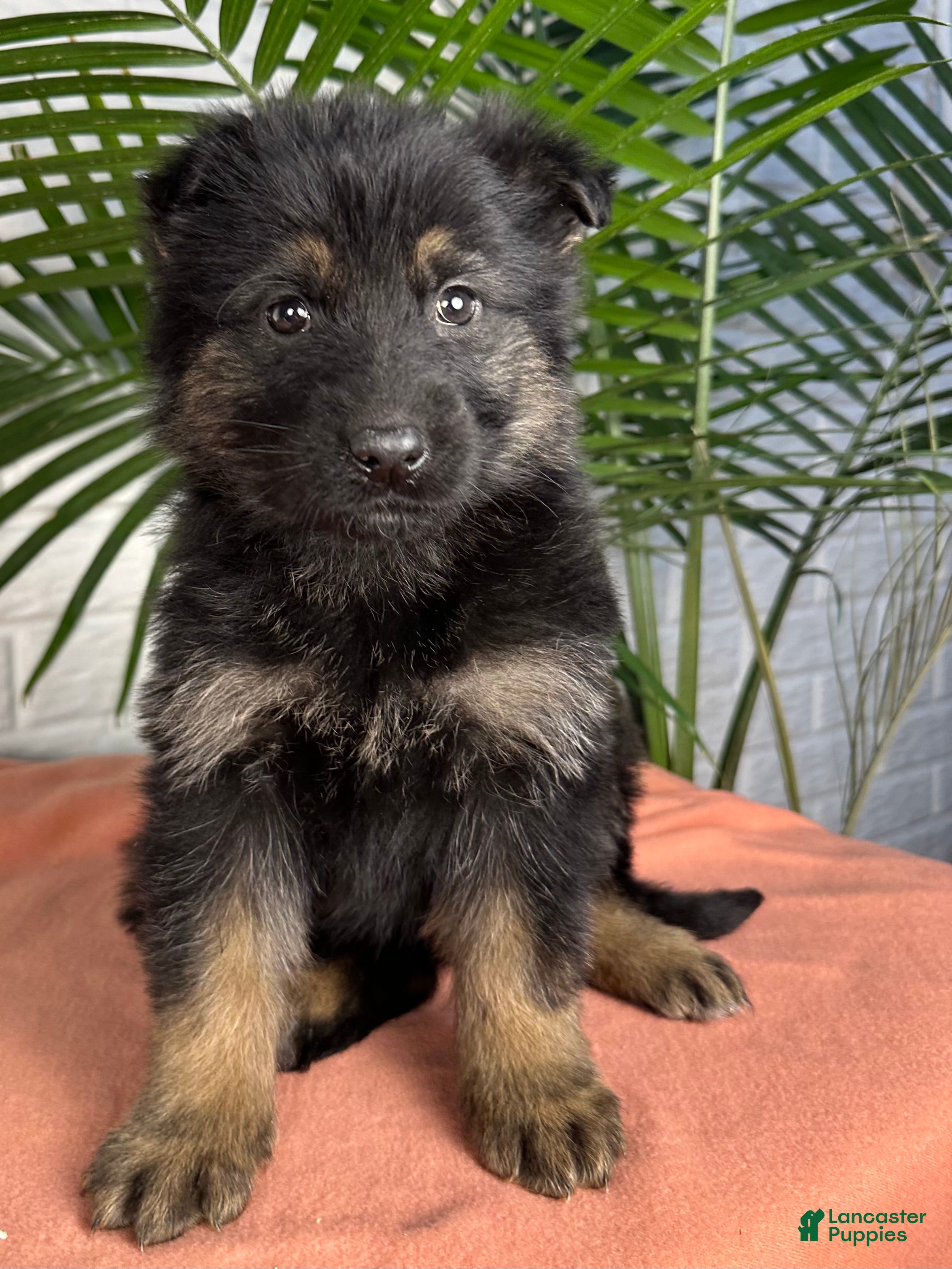 German Shepherd dogs Nova - Ad 1