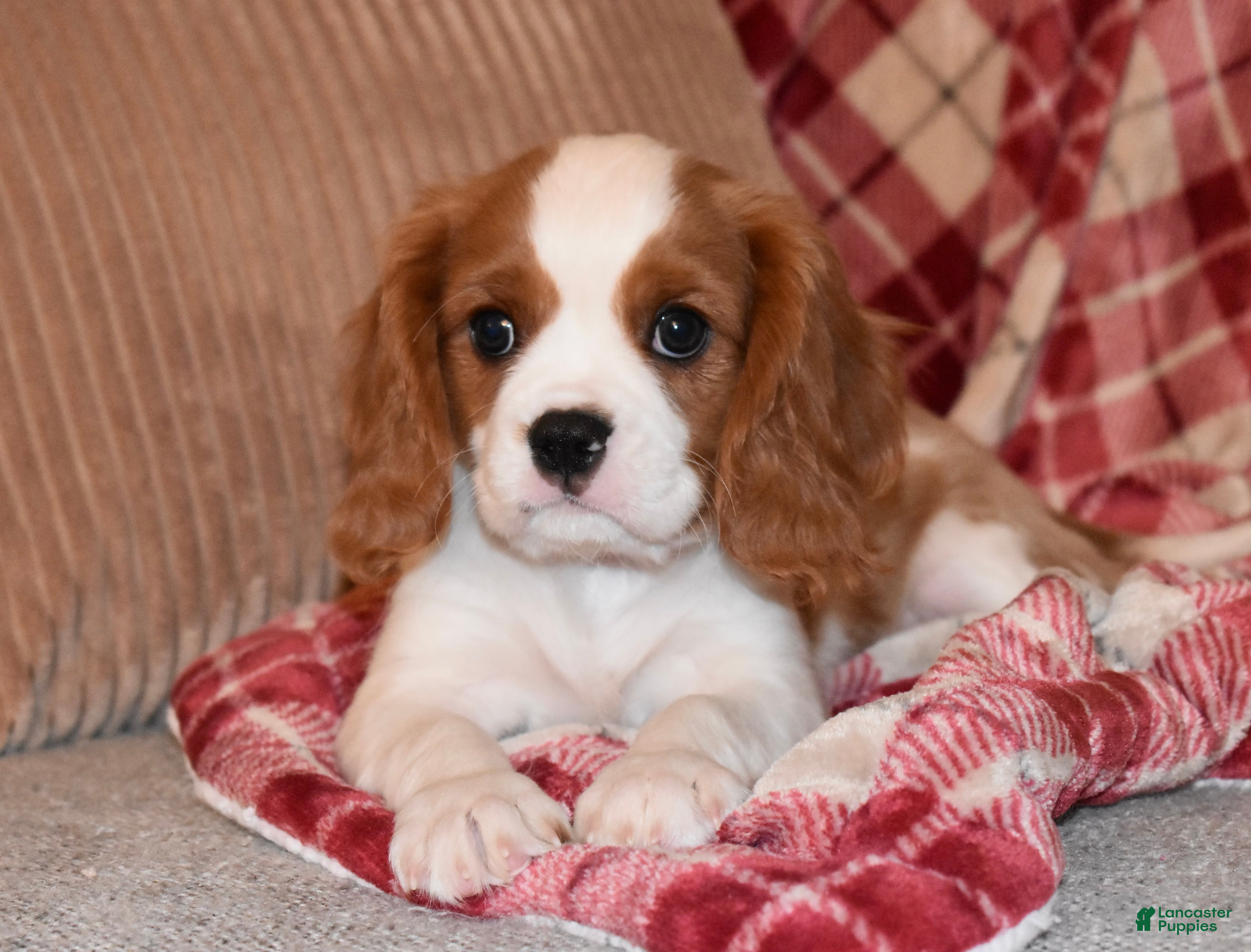 Cavalier King Charles Spaniel dogs Mack - Ad 28